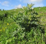 Cirsium pugnax