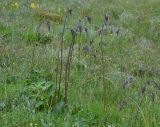 Salvia nutans