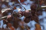 Prunus variety pissardii