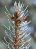 Picea pungens f. glauca