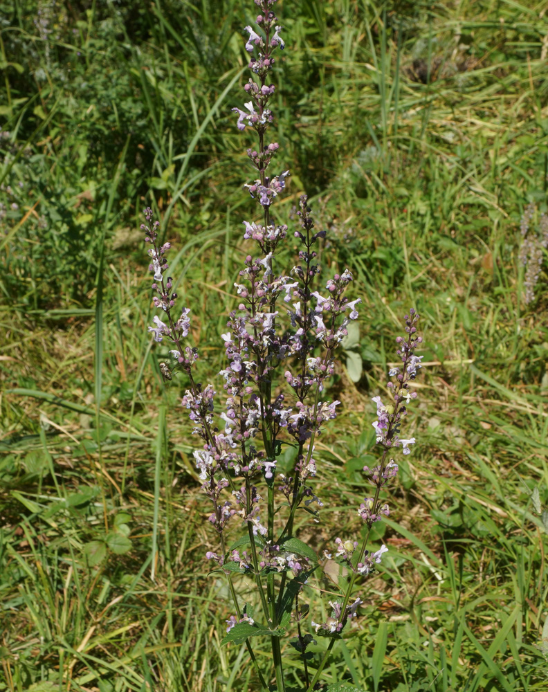 Image of Nepeta nuda specimen.