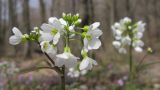 Cardamine tenera. Верхушка побега с соцветиями. Краснодарский край, м/о г. Новороссийск, гора Крымская-Долгая, дубово-грабовый лес. 03.04.2016.