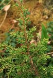 Juniperus communis