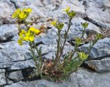 Erysimum ibericum