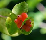 Lonicera caprifolium