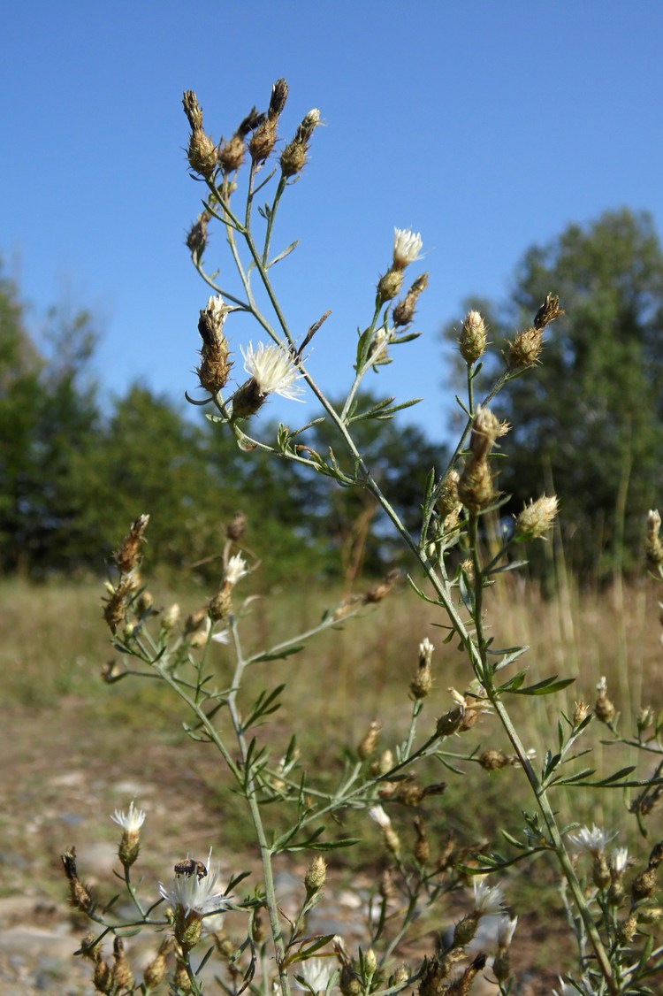 Изображение особи Centaurea diffusa.