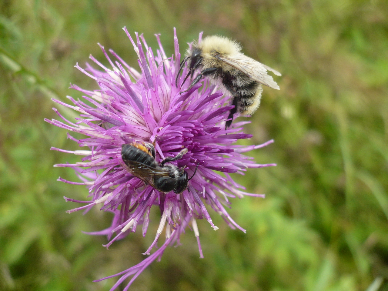 Изображение особи Centaurea scabiosa.