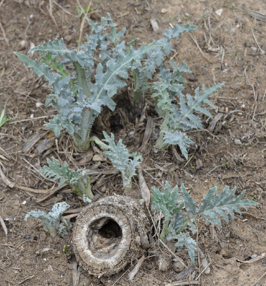 Изображение особи Cynara scolymus.