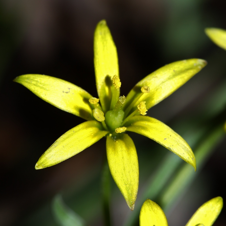 Image of Gagea terraccianoana specimen.