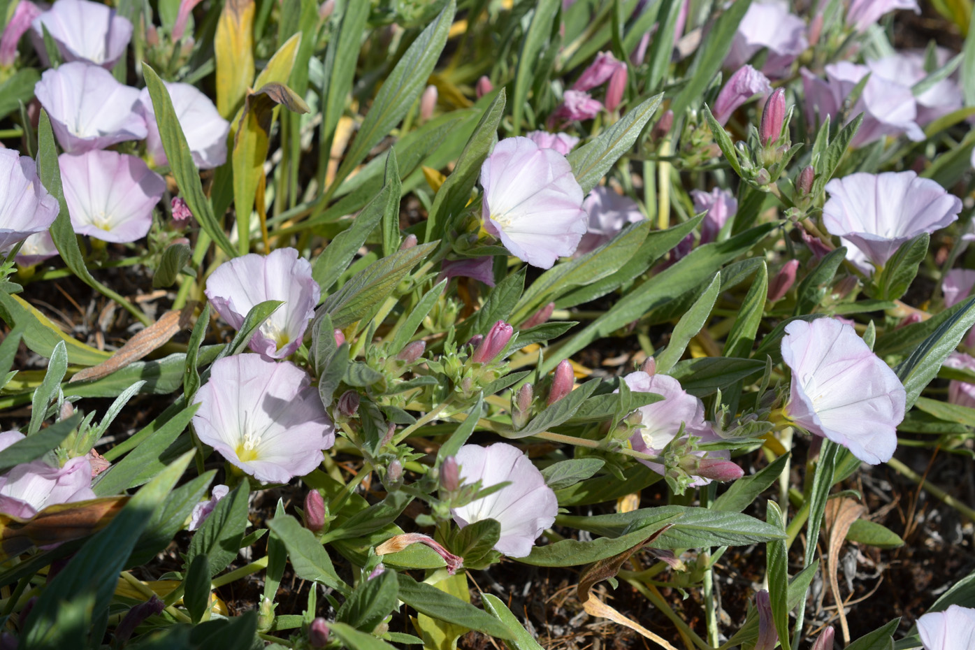 Изображение особи Convolvulus lineatus.