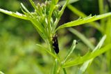 Dontostemon dentatus