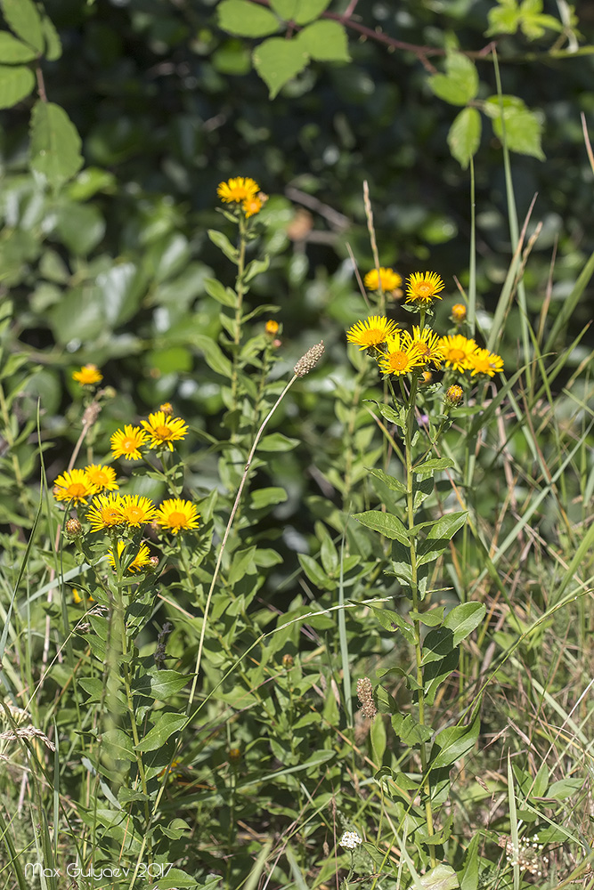 Изображение особи Inula aspera.