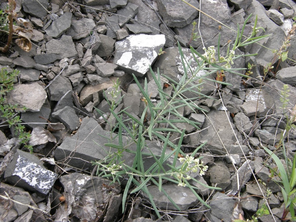 Image of Vincetoxicum sibiricum specimen.