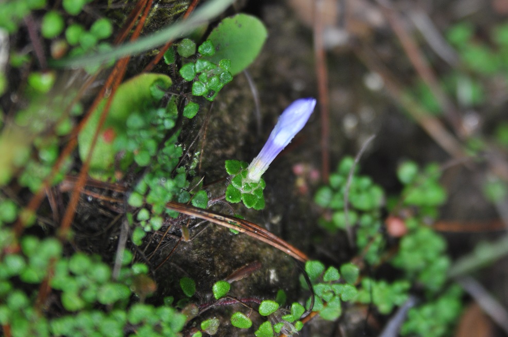 Изображение особи Cyananthus delavayi.