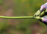 Astragalus agrestis