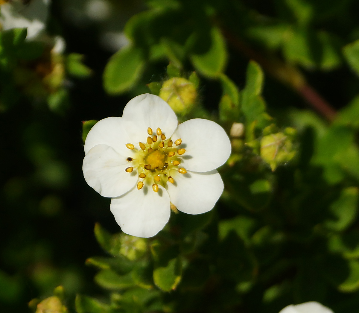 Изображение особи Dasiphora fruticosa.