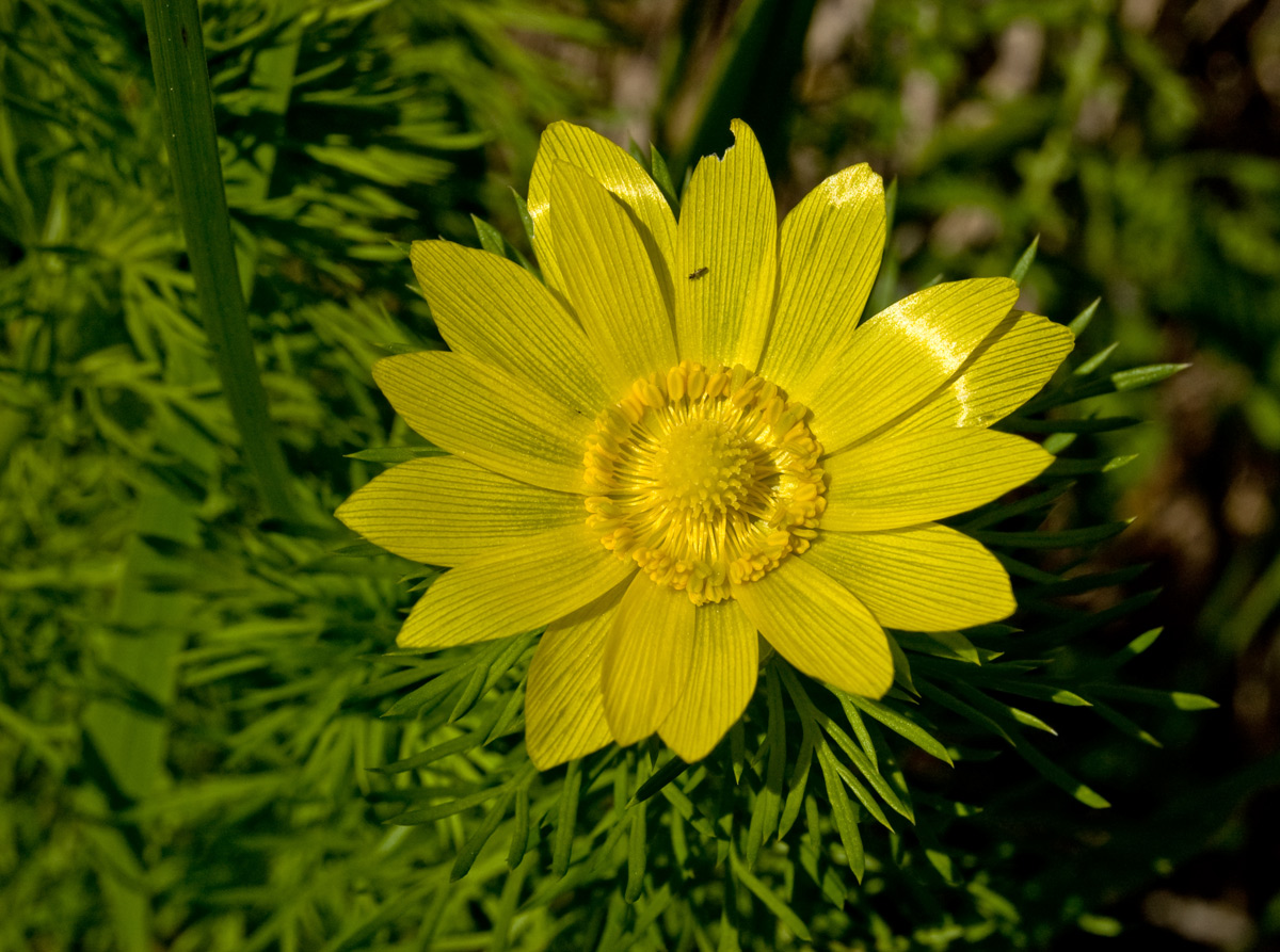 Изображение особи Adonis vernalis.