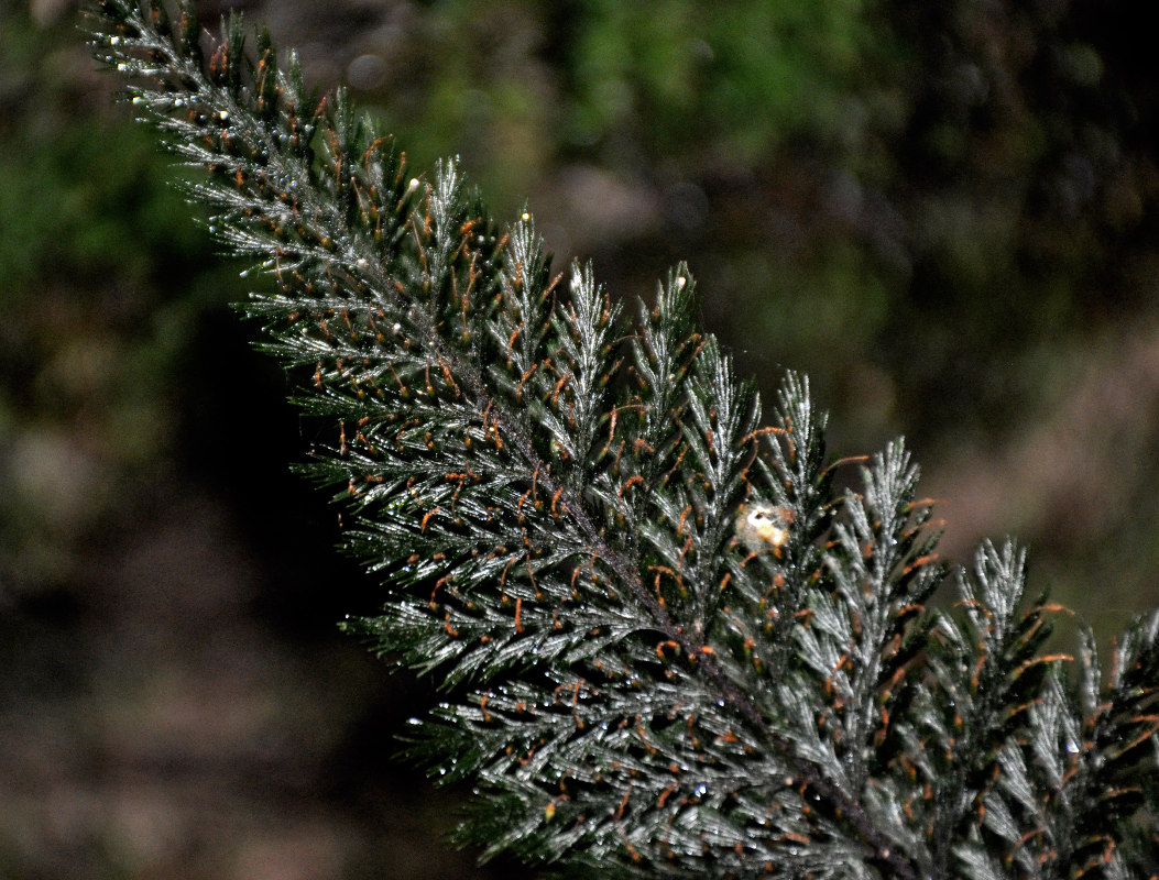 Изображение особи Cephalomanes apiifolium.