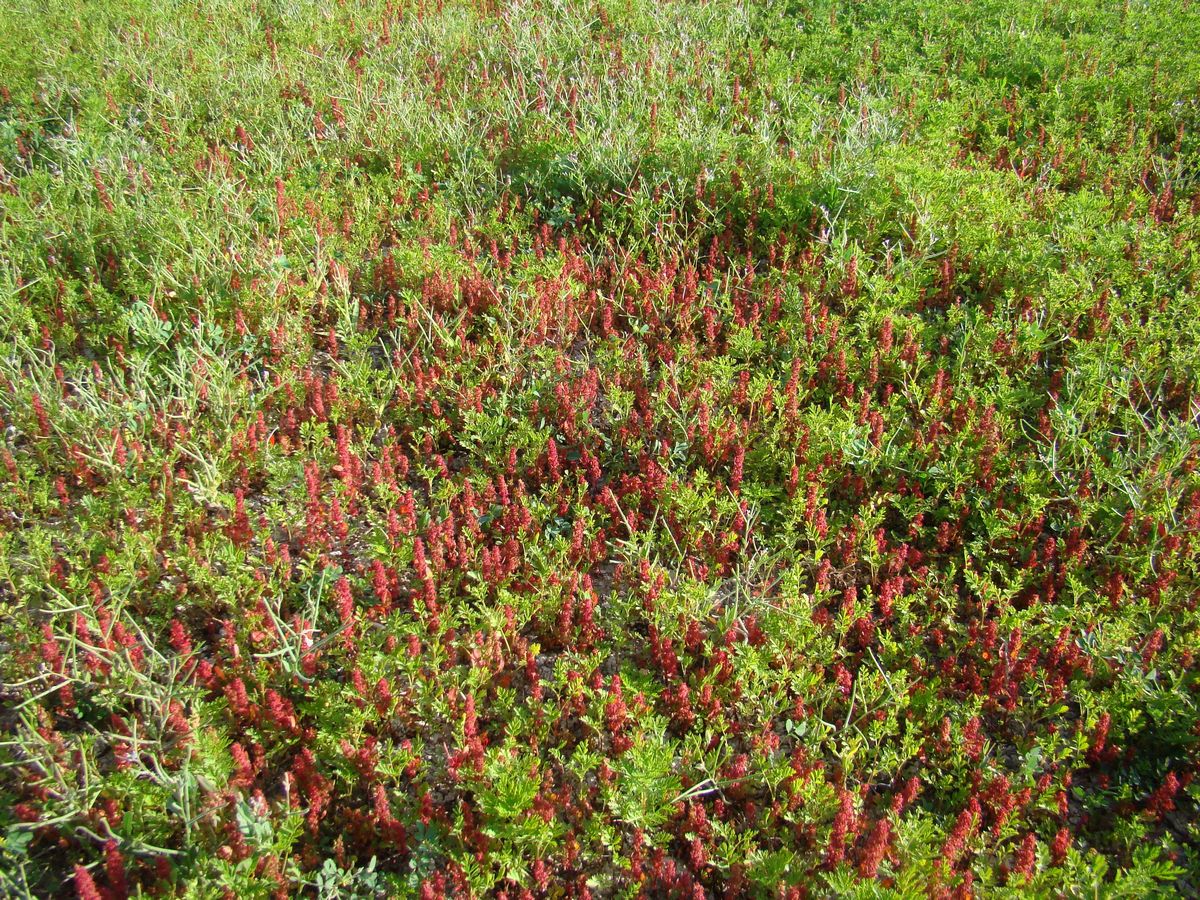 Изображение особи Rumex marschallianus.