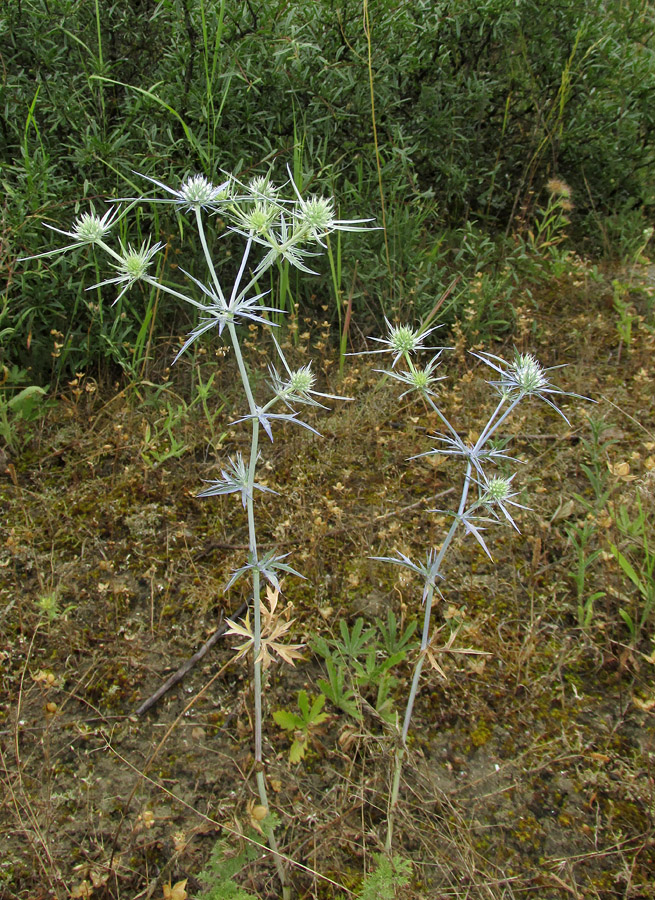 Изображение особи Eryngium caeruleum.