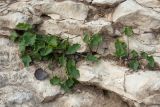 Campanula rotundifolia. Молодые растения. Псковская обл., Псковский р-н, окр. погоста Выбуты, берег р. Великая, на известняковом обрыве. 26.06.2018.