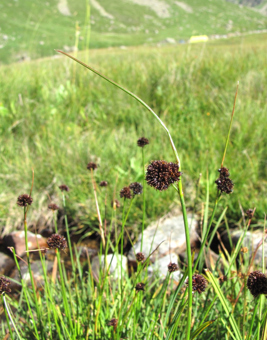 Изображение особи Juncus alpigenus.