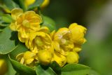 Berberis sphaerocarpa. Цветки. Кыргызстан, Иссык-Кульская обл., Внутренний Тянь-Шань, хр. Терскей-Ала-Тоо, ущ. Джеты-Огуз в р-не скалы \"Семь быков\", ≈ 2000 м н.у.м., заросли кустарников вдоль дороги. 16.05.2018.