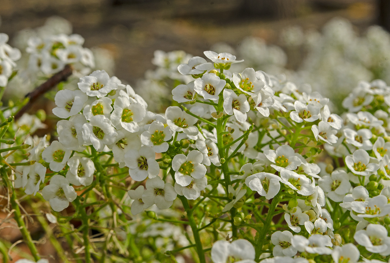 Изображение особи Lobularia maritima.