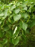 Tilia amurensis