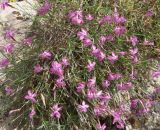 Dianthus orientalis