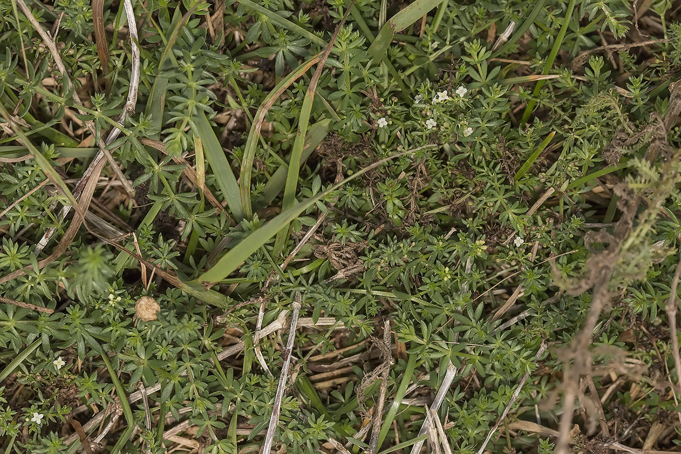 Image of Galium humifusum specimen.