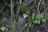 Vicia grandiflora. Часть побега с цветками. Турция, ил Артвин, деревня Bağcılar, окр. монастыря Опиза. 24.04.2019.