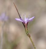 Astartoseris triquetra. Соцветие. Республика Кипр, окр. с. Гермасойя (Γερμασόγεια), 240 м н.у.м., скалистый берег горного ручья. 03.11.2019.