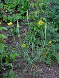 Tragopogon подвид major