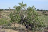 Populus laurifolia