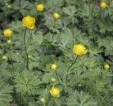 Trollius europaeus