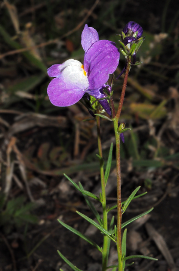 Изображение особи Linaria incarnata.