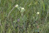 Potentilla semilaciniosa