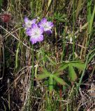 Geranium wlassovianum. Верхушка цветущего растения. Магаданская обл., Ольский р-н, Клепкинская трасса, бассейн р. Танон, Танонская тундра, небольшое возвышение. 21.08.2021.