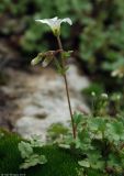 Saxifraga sibirica