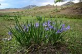 Iris biglumis