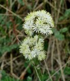 Thalictrum petaloideum. Соцветия. Иркутская обл., Усть-Ордынский р-н, окр. пгт Усть-Орда, степь. 08.06.2022.