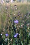 Lactuca tatarica