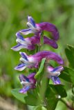 Corydalis conorhiza. Соцветие. Республика Северная Осетия-Алания, Ирафский р-н, Большой Кавказ, левый борт ущелья Бартуидон, гребень боковой морены ледника Бартуицете в р-не оз. Маскутицад, ≈ 2850 м н.у.м., альпийский луг. 11.07.2021.