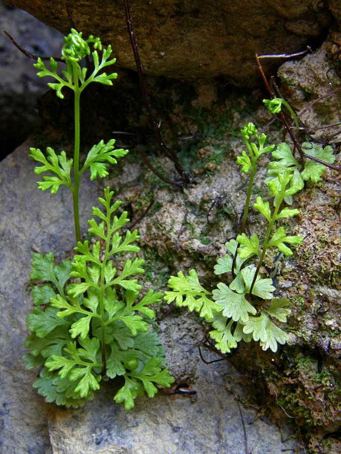 Изображение особи Anogramma leptophylla.
