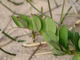 Lathyrus japonicus ssp. pubescens