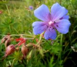 Geranium pratense