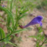 Scutellaria scordiifolia