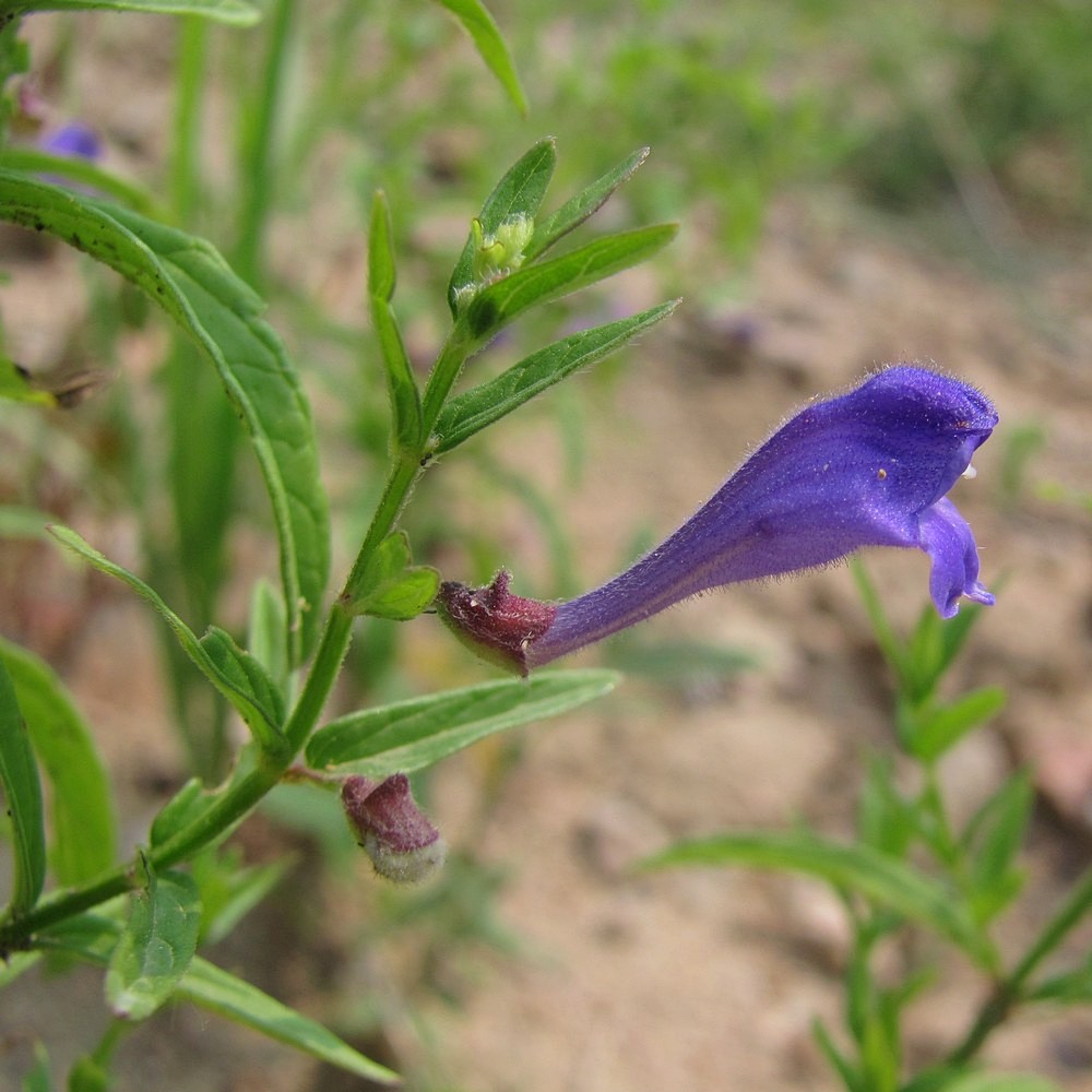 Изображение особи Scutellaria scordiifolia.