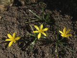 Sternbergia greuteriana